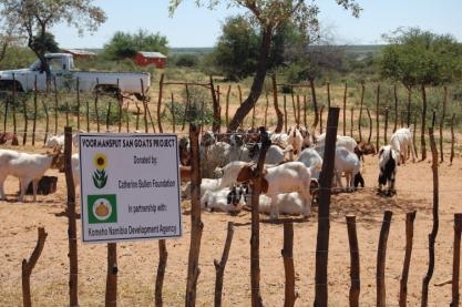 March 2009 - donated goats in their kraal